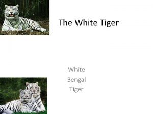 The White Tiger White Bengal Tiger Species Population