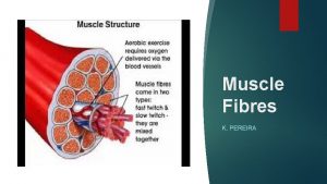Muscle Fibres K PEREIRA SLOW TWITCH FAST TWITCH
