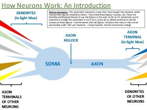 How Neurons Work An Introduction DENDRITES in light