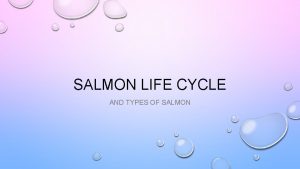 SALMON LIFE CYCLE AND TYPES OF SALMON Eggs