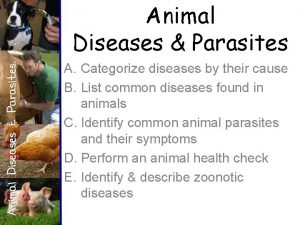 Animal Diseases Parasites A Categorize diseases by their