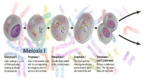 Meiosis I Meiosis II Diploid containing two complete