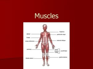 Muscles Types of Muscles 1 Cardiac Muscle HEART