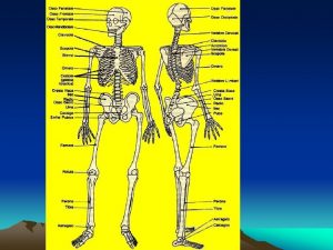 lo scheletro FUNZIONI DELLAPPARATO SCHELETRICO Sostegno rappresenta il