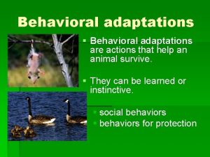 Behavioral adaptations Behavioral adaptations are actions that help