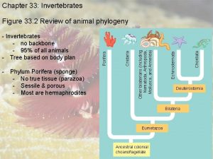 Chapter 33 Invertebrates Chordata Echinodermata Other bilaterians including