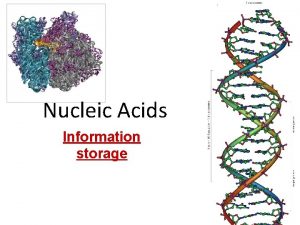 Nucleic Acids Information storage Function Nucleic Acids genetic