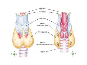 ADRENAL GLANDS FIGURE 10 9 Adrenal cortex Names