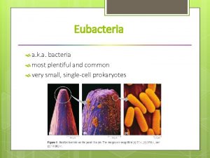 Eubacteria a k a bacteria most plentiful and