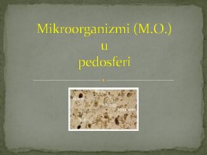 Mikroorganizmi M O u pedosferi Zemljite tlo je