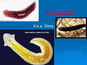 Planarian A k a Slimy Slimy Classification Phylum