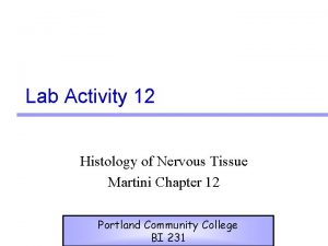 Lab Activity 12 Histology of Nervous Tissue Martini