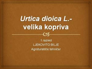 Urtica dioica L velika kopriva 1 razred LJEKOVITO