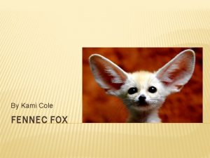 By Kami Cole FENNEC FOX CLASSIFICATION Kingdom animilia