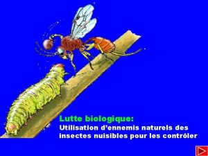Lutte biologique Utilisation dennemis naturels des insectes nuisibles