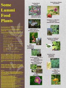Some Lummi Food Plants Trailing Black Currant Salmonberry