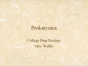 Prokaryotes College Prep Biology Mrs Wallis I Prokaryotes