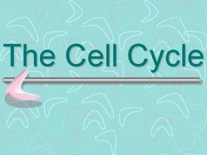 The Cell Cycle The Cell Cycle The sequence