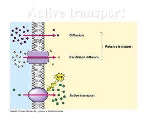 Active transport Active Transport Defined Molecules move from