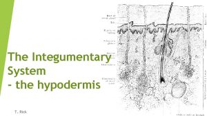 The Integumentary System the hypodermis T Rick How