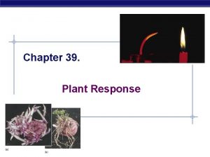 Chapter 39 Plant Response AP Biology Plant Reactions