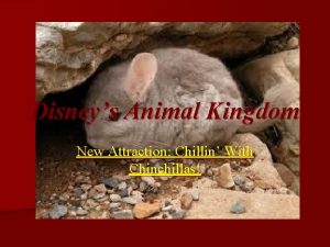 Disneys Animal Kingdom New Attraction Chillin With Chinchillas