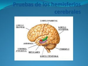 Pruebas de los hemisferios cerebrales El trmino hemisferio