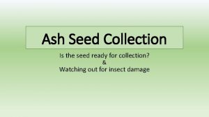 Ash Seed Collection Is the seed ready for