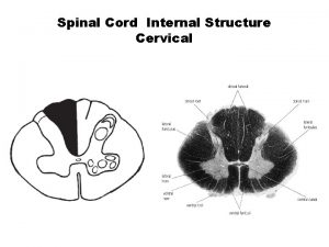 Spinal Cord Internal Structure Cervical Lumber Thoracic Structure