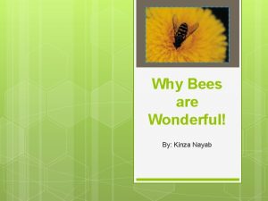 Why Bees are Wonderful By Kinza Nayab Bees