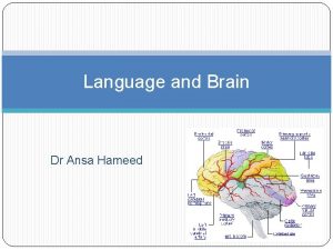 Language and Brain Dr Ansa Hameed Todays Lecture