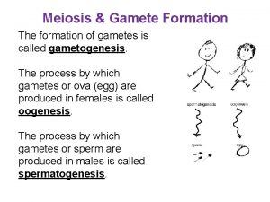 Meiosis Gamete Formation The formation of gametes is