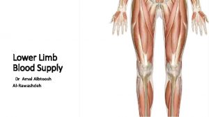 Lower Limb Blood Supply Dr Amal Albtoosh AlRawashdeh