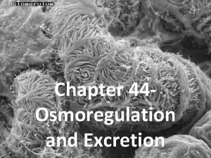 Chapter 44 Osmoregulation and Excretion OSMOREGULATION The regulation