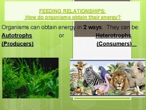 FEEDING RELATIONSHIPS How do organisms obtain their energy