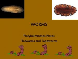 WORMS Platyhelminthes Notes Flatworms and Tapeworms What is