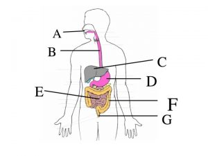 Where does digestion begin 6 1 Digestion and