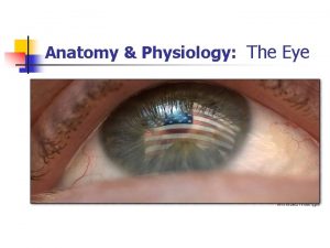 Anatomy Physiology The Eye A Accessory structures of