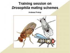 Training session on Drosophila mating schemes Andreas Prokop