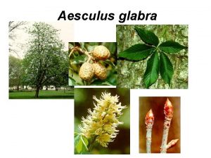 Aesculus glabra Acer campestre Acer platanoides Aesculus hippocastanum