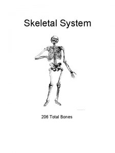 Skeletal System 206 Total Bones Types Of Joints