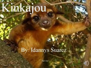 Kinkajou By Idannys Suarez Part One Classification Kingdom