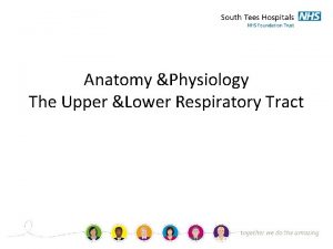 Anatomy Physiology The Upper Lower Respiratory Tract Aims