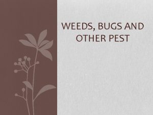 WEEDS BUGS AND OTHER PEST Weeds Weedplants that