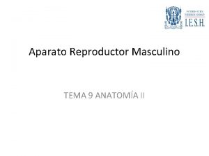 Aparato Reproductor Masculino TEMA 9 ANATOMA II Testculos