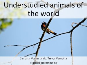 Understudied animals of the world Samarth Mathur and