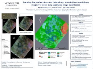 Counting diamondback terrapins Malaclemys terrapin in an aerial