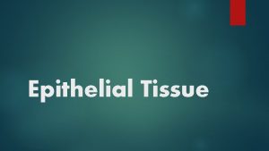 Epithelial Tissue Basics Epithelial tissue covers the whole