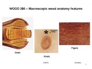 WOOD 280 Macroscopic wood anatomy features Figure Grain