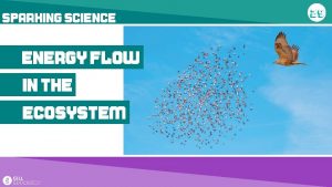 SPARKING SCIENCE Energy flow in the Ecosystem ECOSYSTEMS